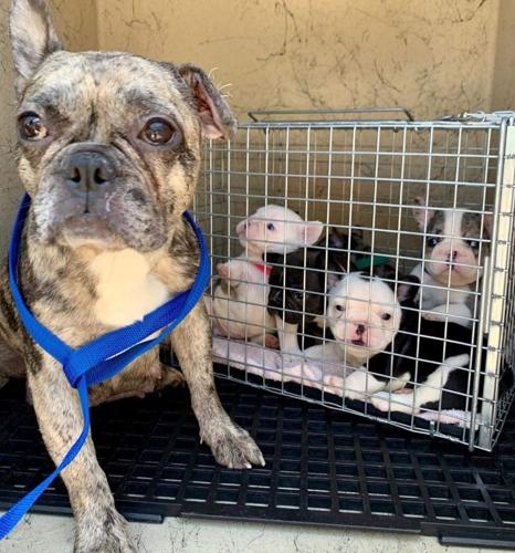 Two suspects are arrested on charges of child endangerment and animal ...