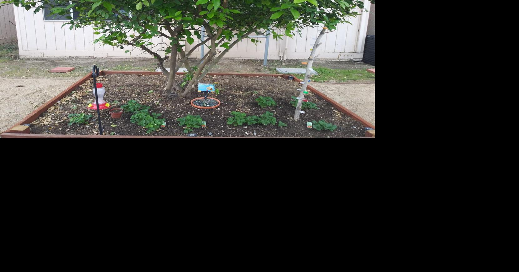 Cypress Elementary to unveil Community Garden