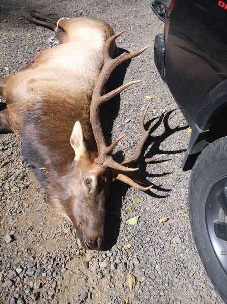 Hillsboro man fatally gored by elk while hunting near Tillamook