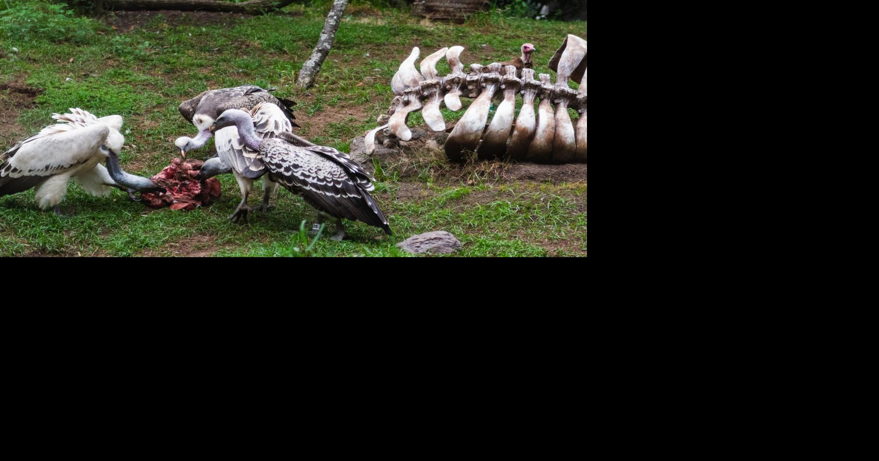 Feast with the Beasts Turns the Houston Zoo Into a Culinary Playground