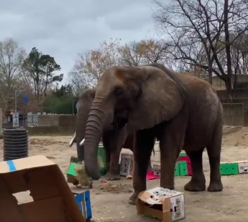 PHOTOS: Memphis Zoo animals open Christmas presents | 