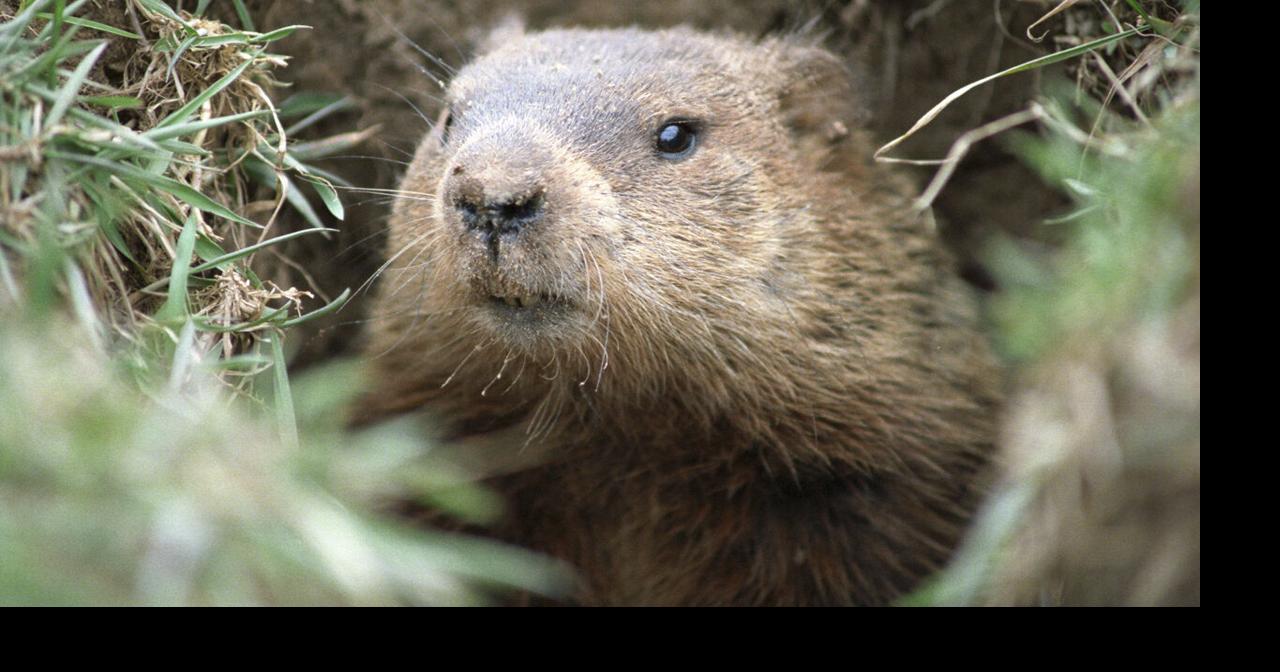 Groundhog Day 2022 Milltown Mel, furry forecaster from New Jersey