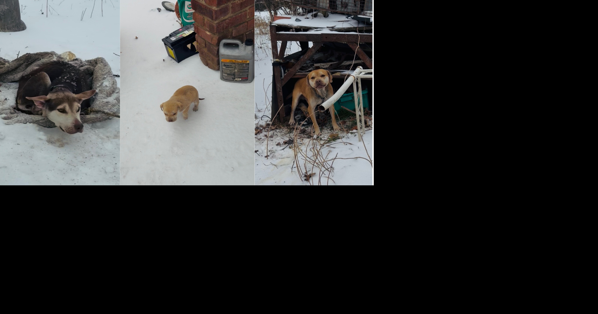 Memphis Animal Services at capacity, urges public to adopt and foster