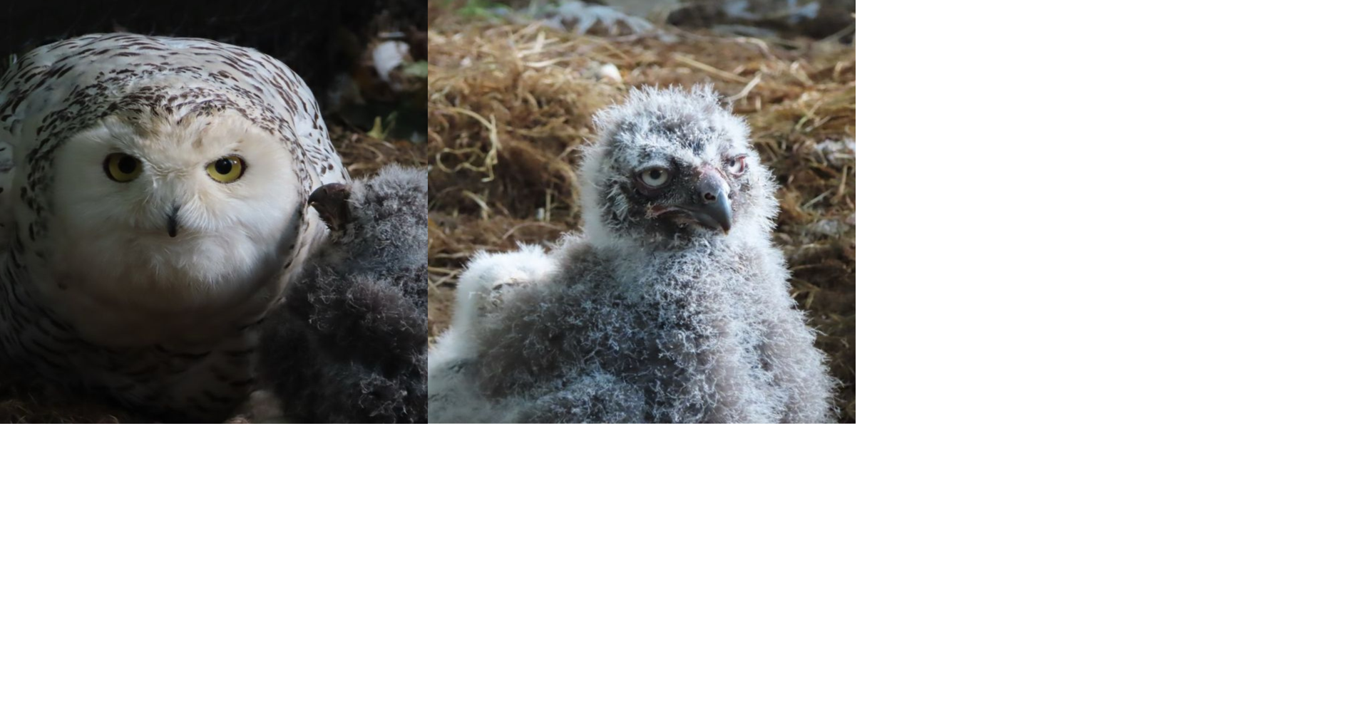 Pair of rare snowy owl babies hatch at a New York zoo | Trending ...