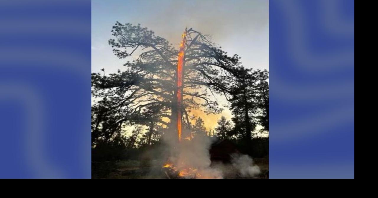 Watch Lightning Strike Splits Large California Tree In Half Trending 