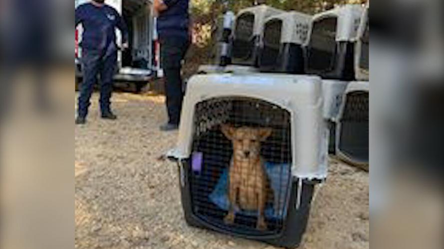25 dogs rescued in Mississippi