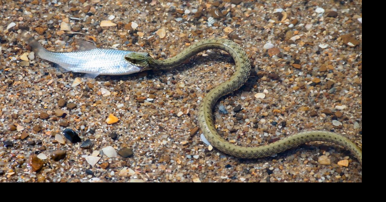 Choked up: Indiana boaters find snake with ‘huge’ fish stuck in mouth ...