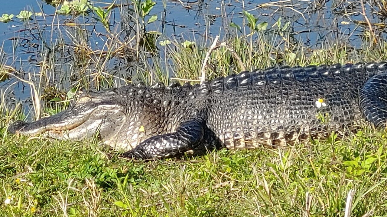 Florida's alligator uniforms: 10 things to know about these