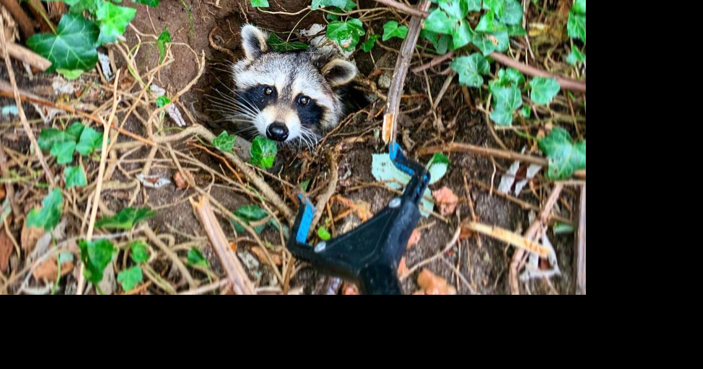 Rescuers help raccoon with peanut butter jar stuck on its head ...