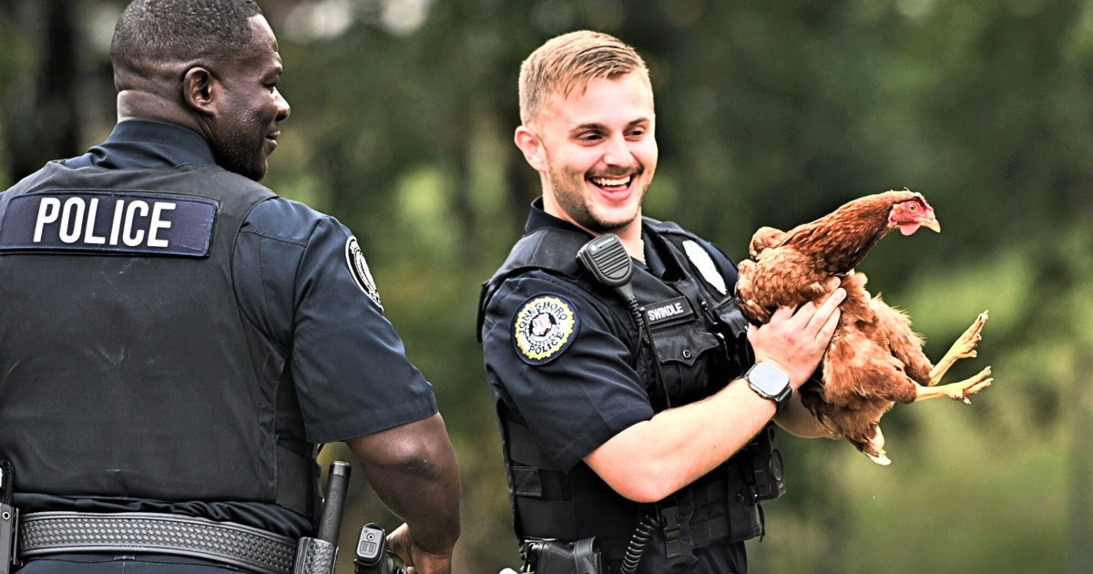 Police capture escaped chicken that wouldn't leave woman's porch | News ...