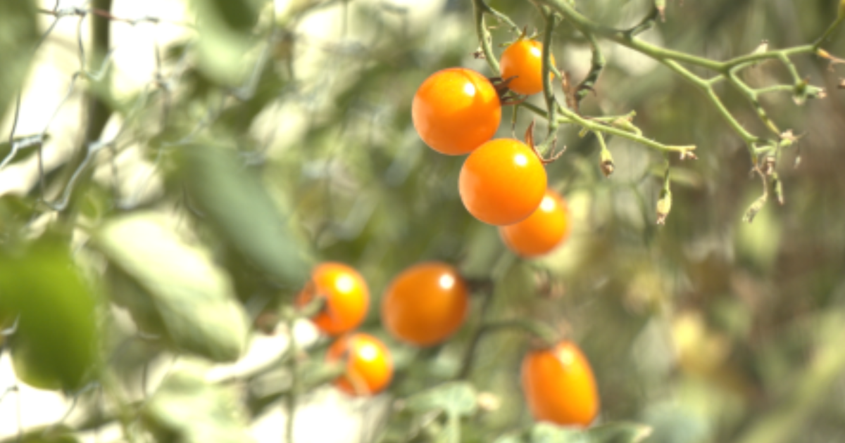 Generic Menu Sign FRUIT GENERIC | | fox13memphis.com