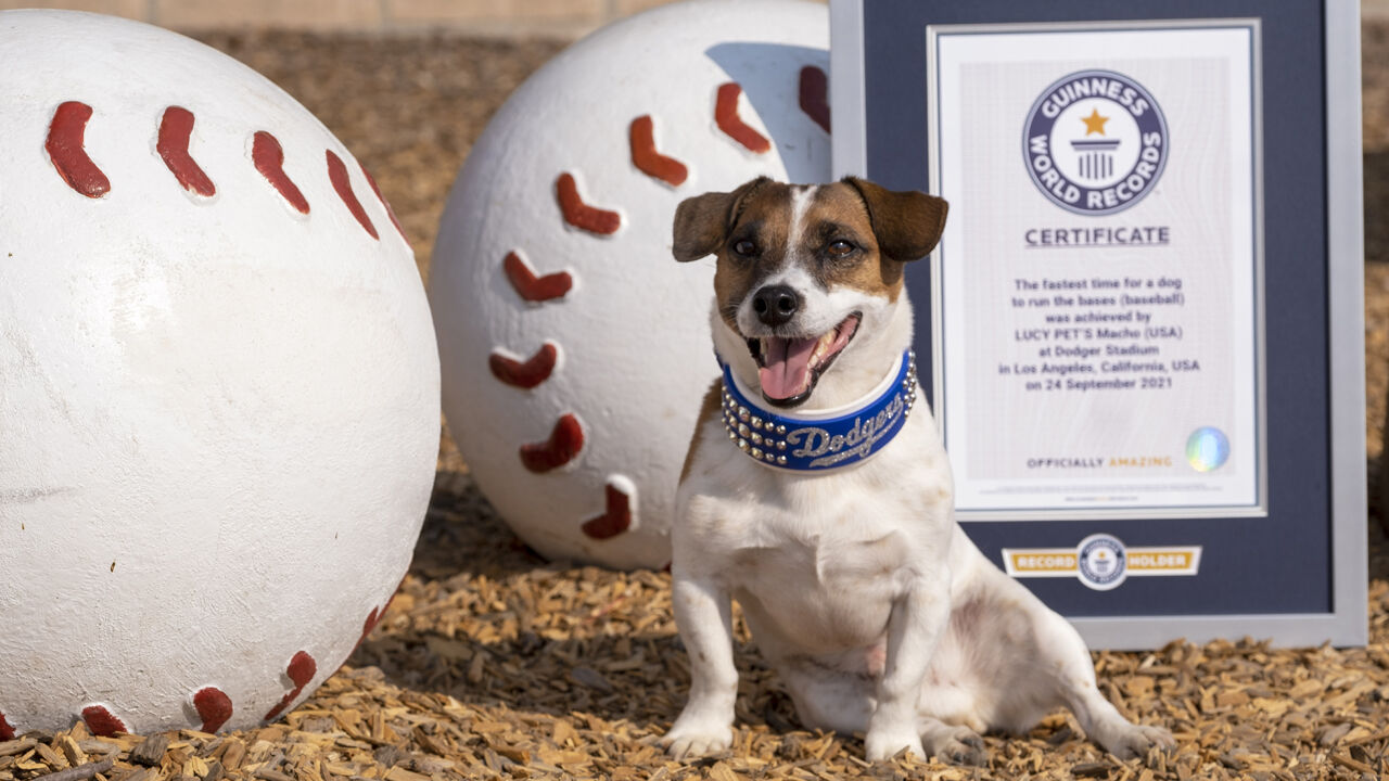 World record hot sale fastest dog