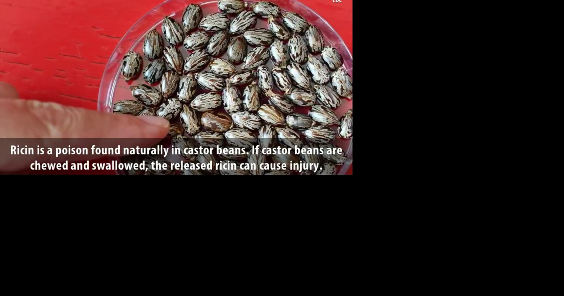 What is ricin, found in a package addressed to the White House? | Trending | fox13memphis.com