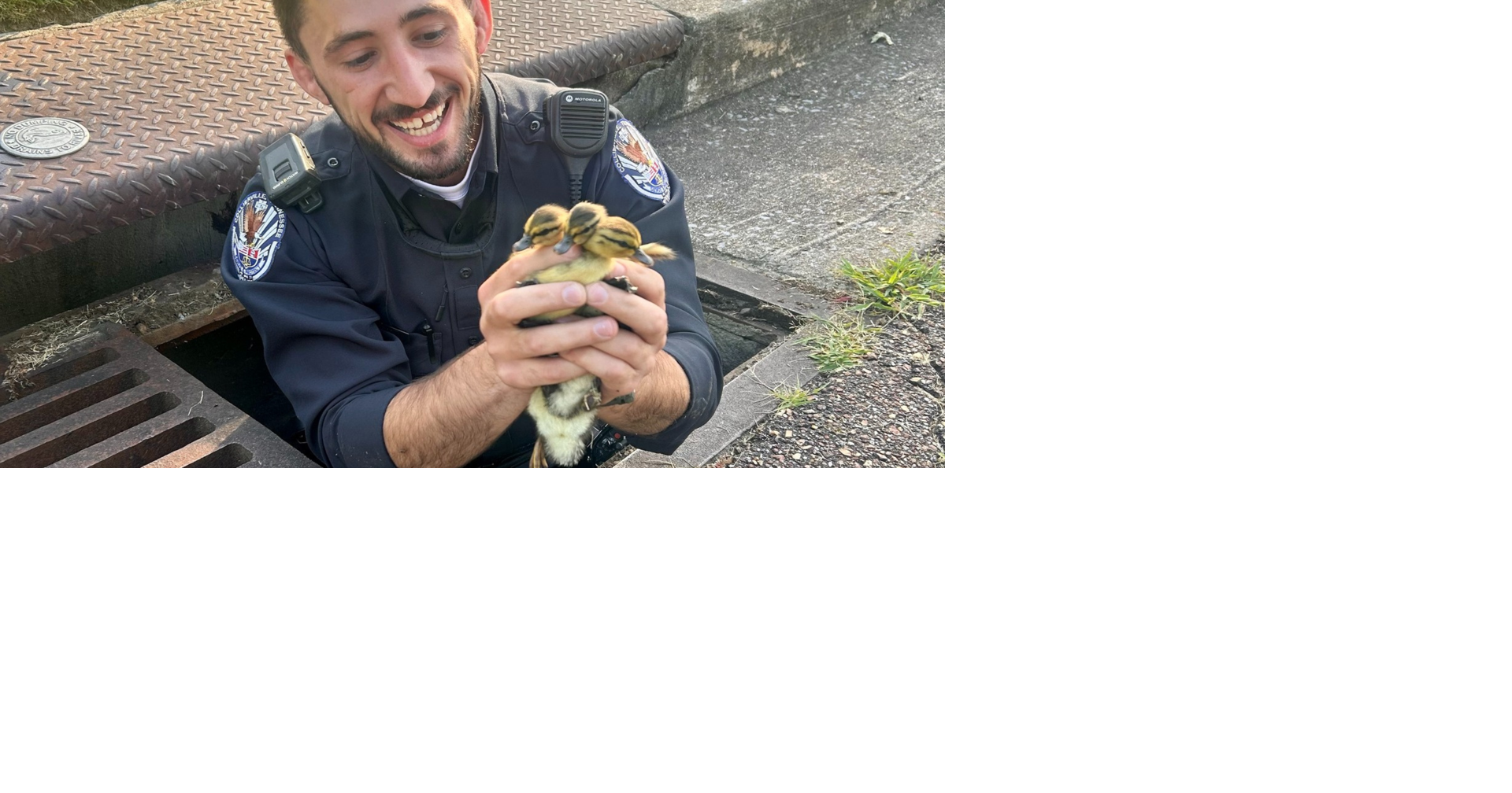 8 ducklings rescued from storm drain by CPD officer | News ...