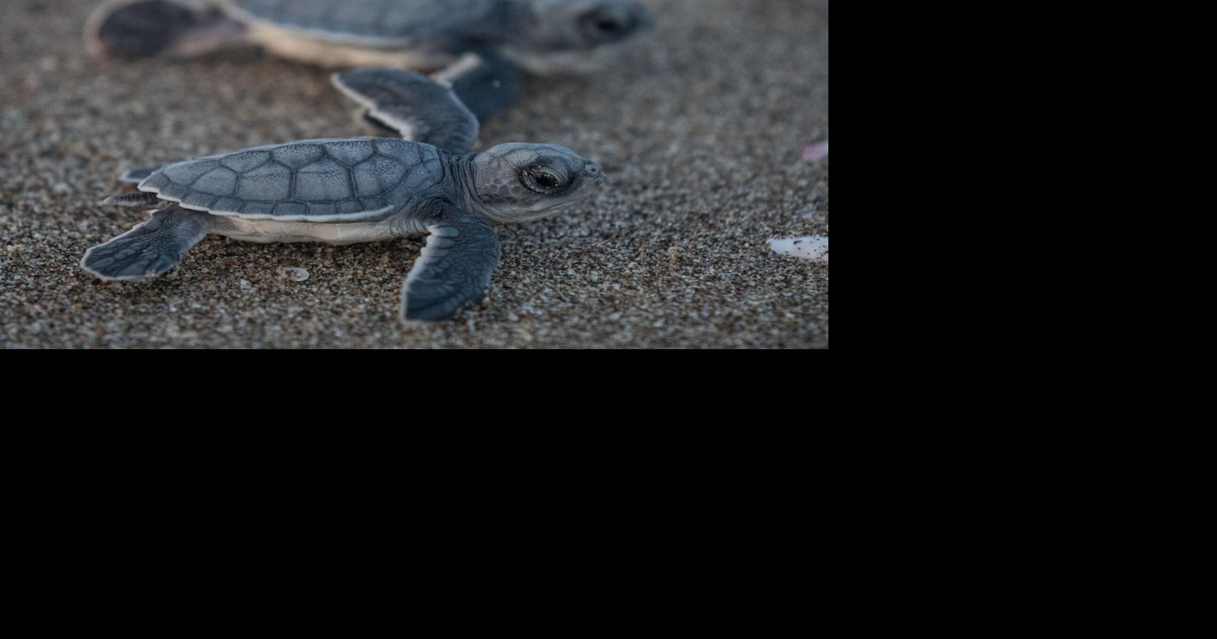Watch: Lost baby sea turtles rescued by Florida sheriff’s deputy ...