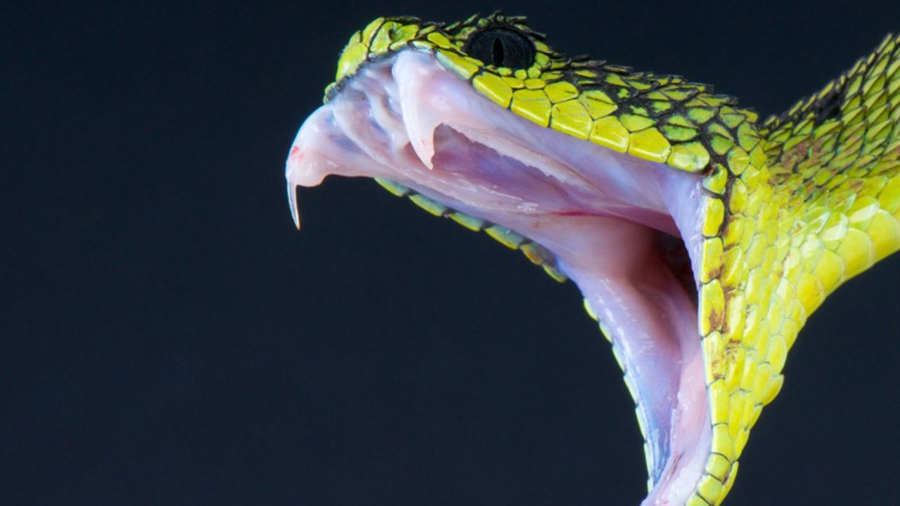 Warning over 'zombie snakes' that play dead and 'strike repeatedly', The  Independent