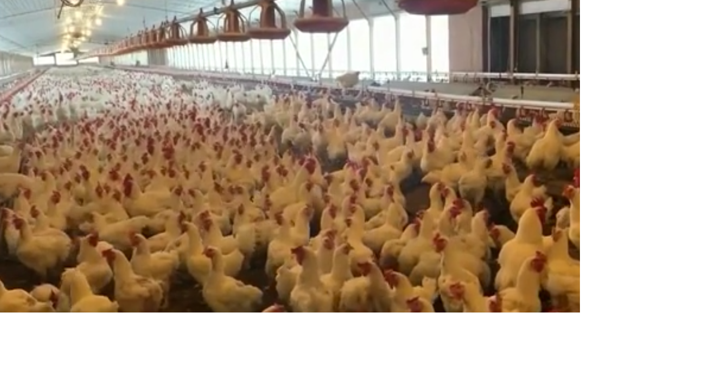 Dairy milk is still safe after bird flu virus detected | Health ...