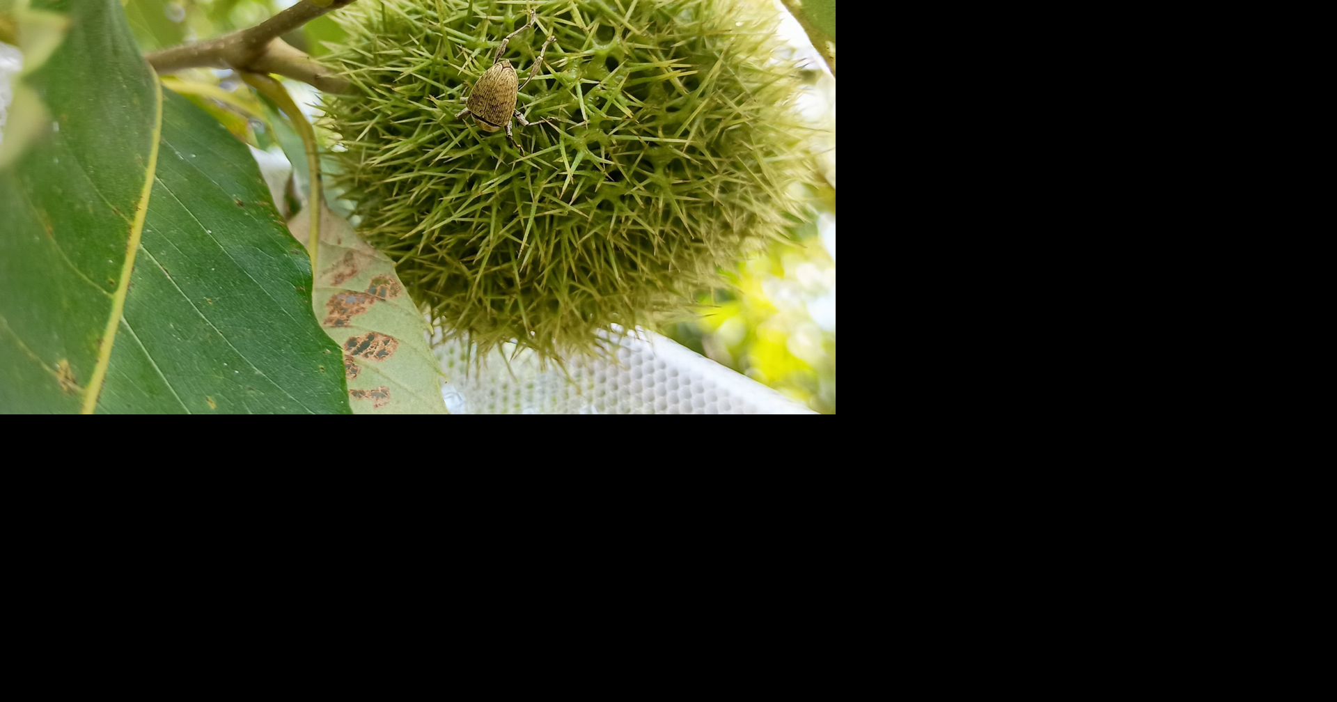 University of Memphis researchers rediscover insect believed to have gone extinct