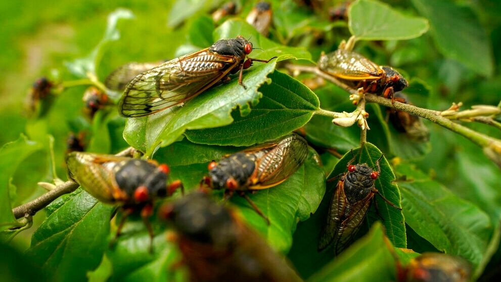 A man crashed his car after a cicada hit him in the face