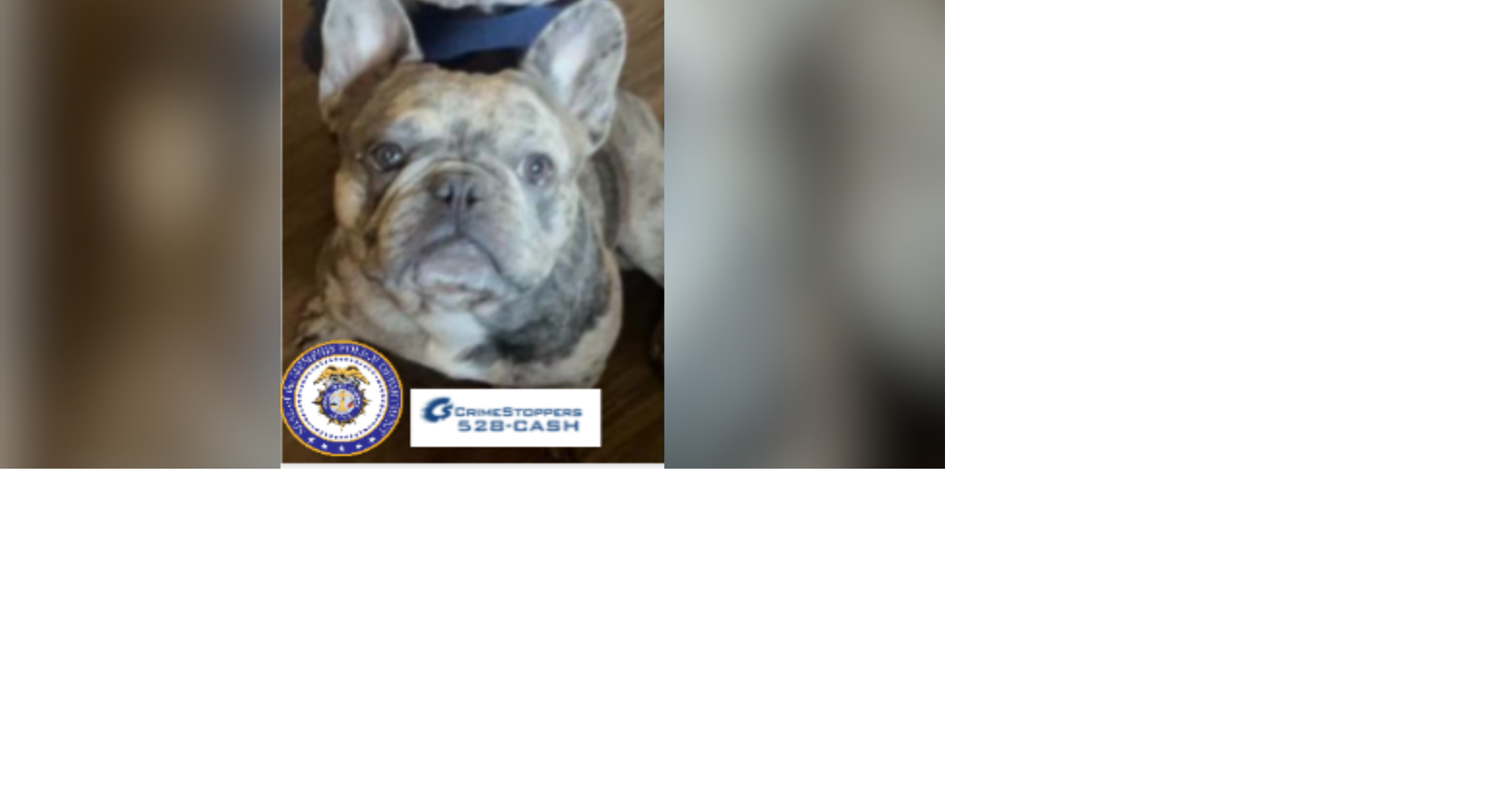 Police searching for suspect that stole Frenchie bulldog valued over ...