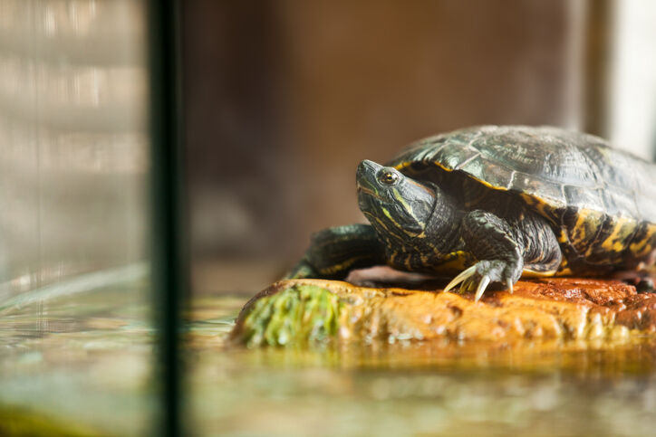 Pet Turtles Are Once Again Causing Salmonella Outbreaks : Shots