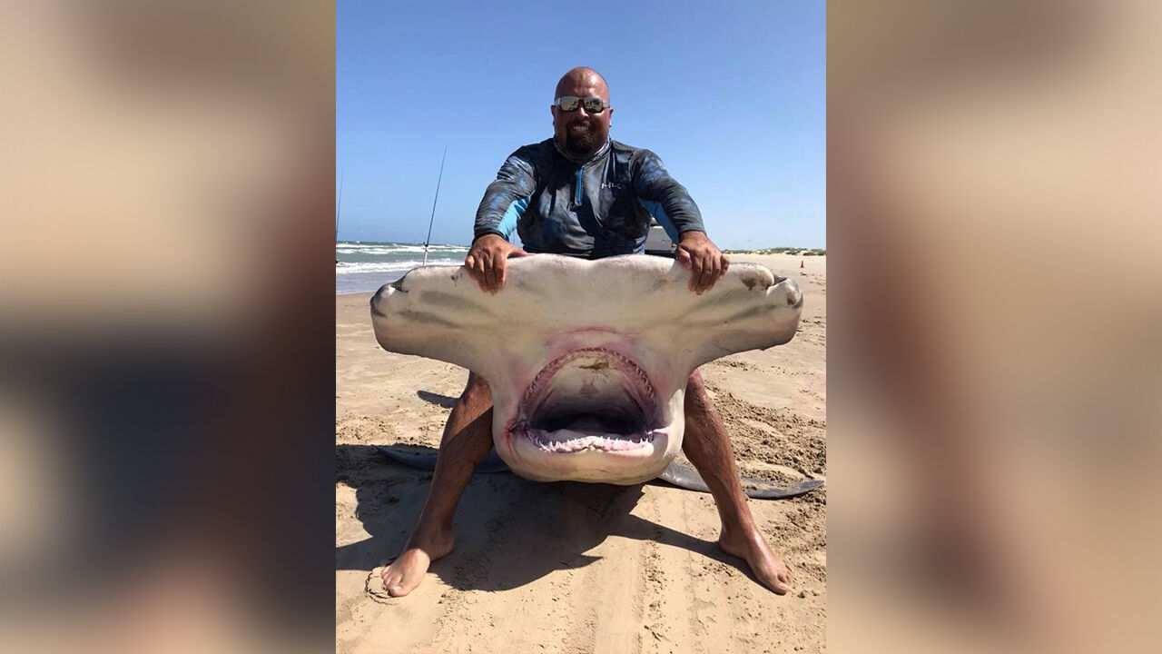 Texas fisherman reels in 14-foot hammerhead shark, Trending