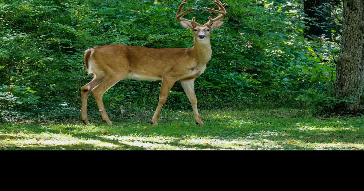 Zombie deer' spotted in parts of Ohio, Indiana, Trending