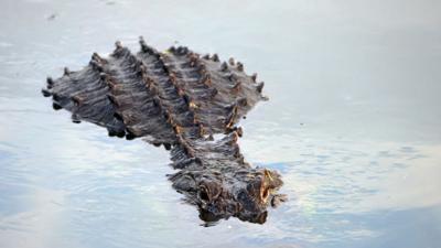 Video shows huge alligator devouring 6-foot gator in South Carolina, Trending Archives