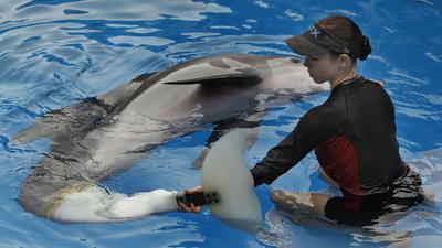 National Aquarium dolphins through the years - Los Angeles Times