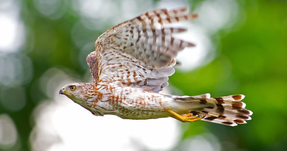 Man sentenced for killing hawks after utility refused to cut down tree ...