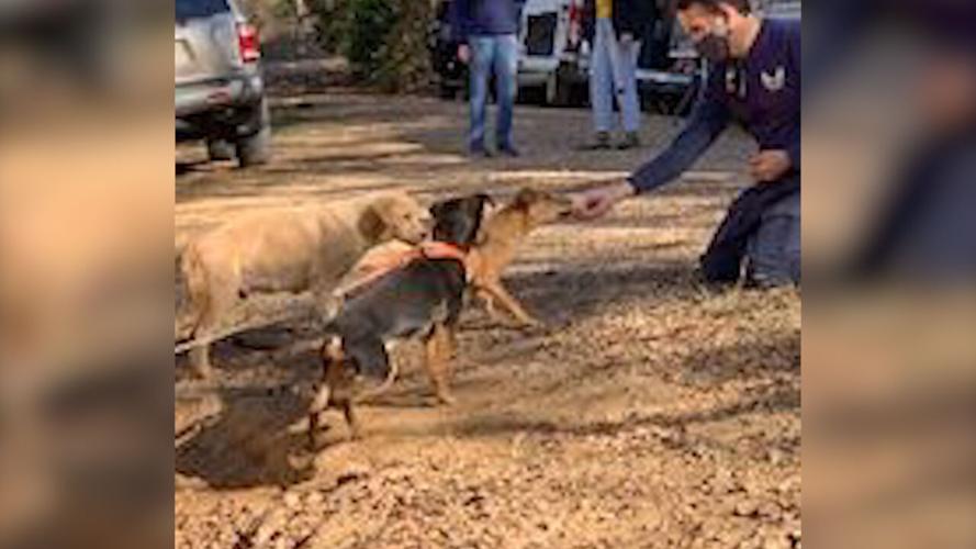 25 dogs rescued in Mississippi