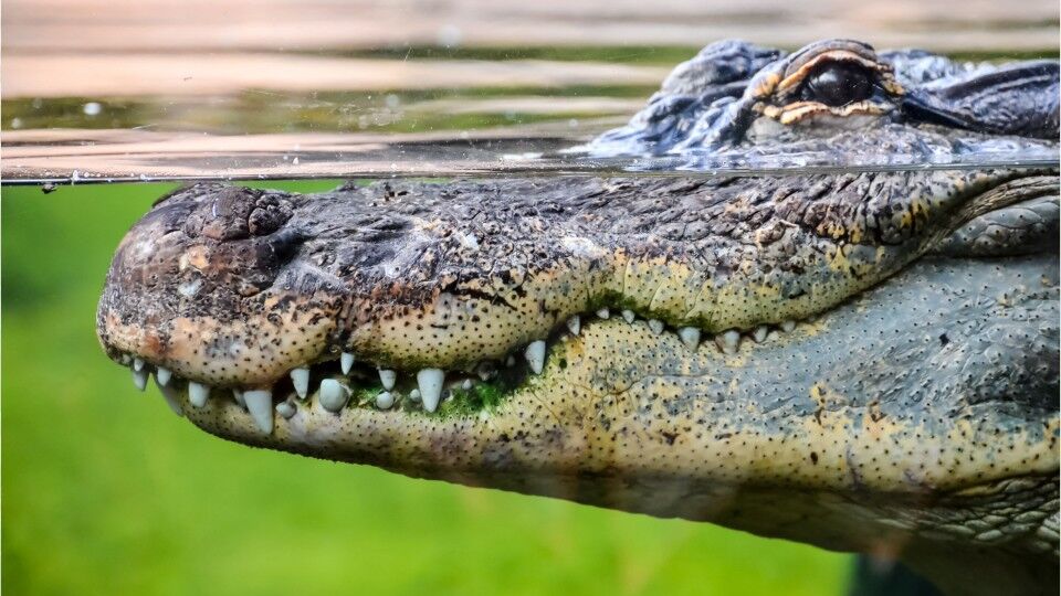 Man Killed By 11-Foot Alligator At South Carolina Pond