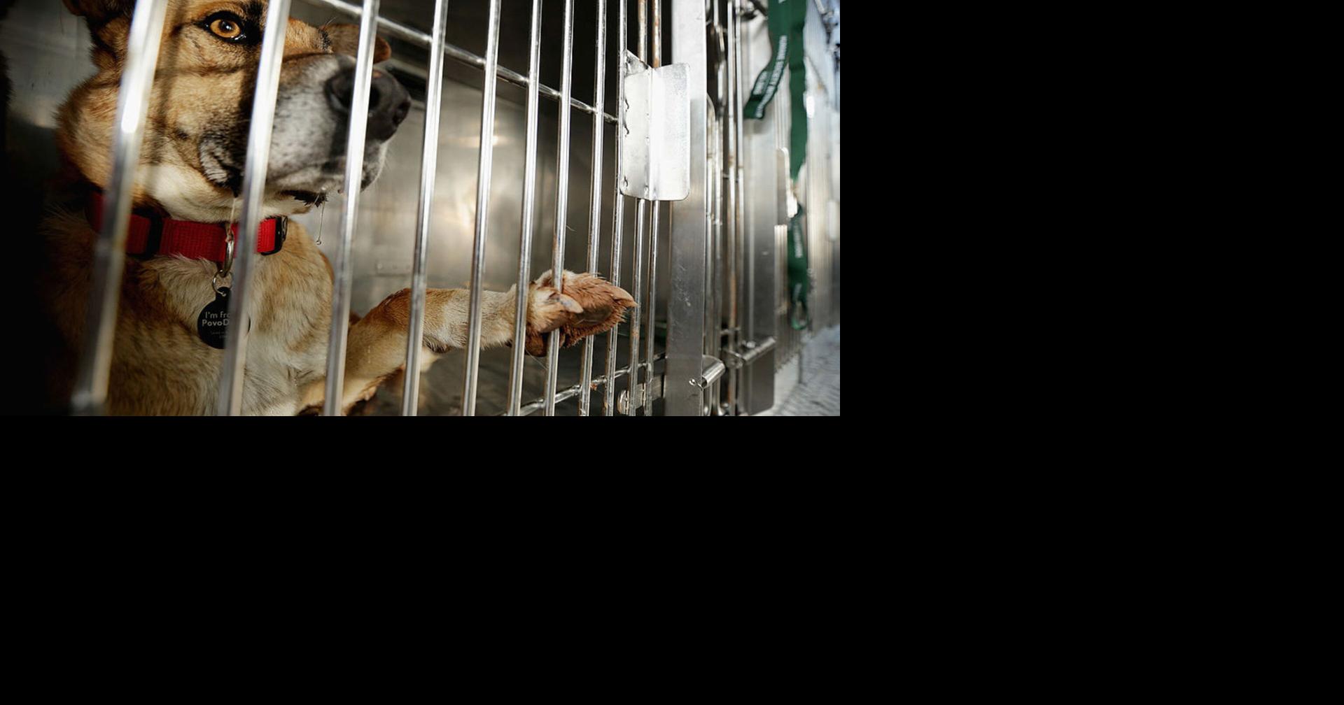 Delaware first 'nokill' animal shelter state Trending