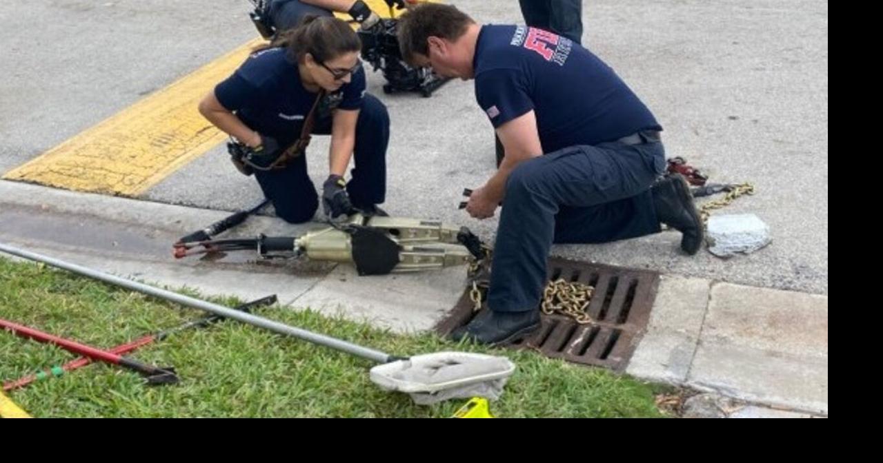 Ducklings that fell in drain rescued by Florida fire rescue unit ...