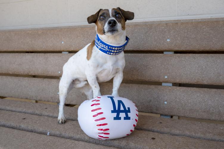 Dodgers Dog Harness - Nap Cap