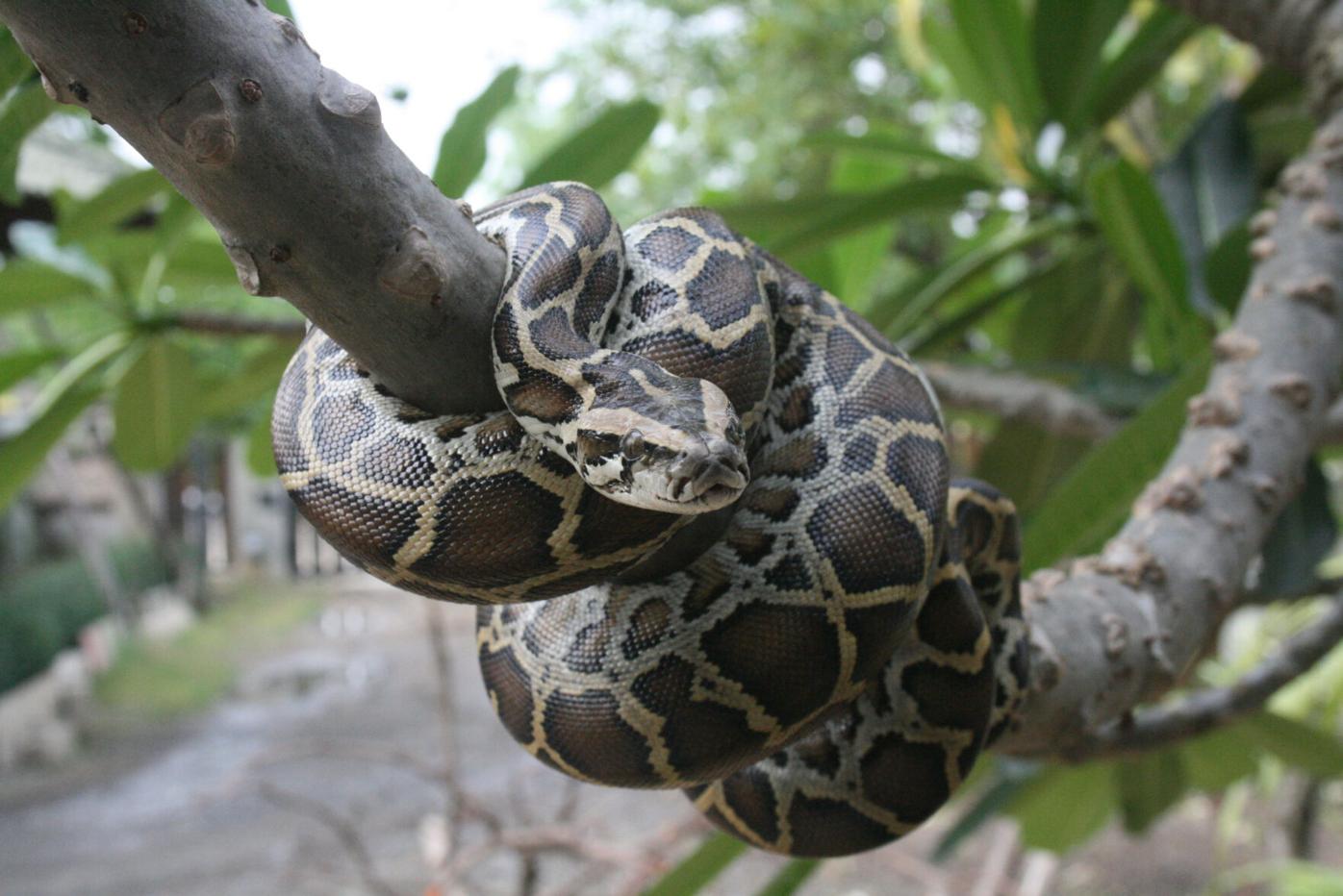 Family Shocked To Find Huge Python Inside Their Toilet