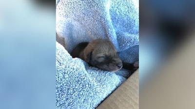 newborn coyote pictures