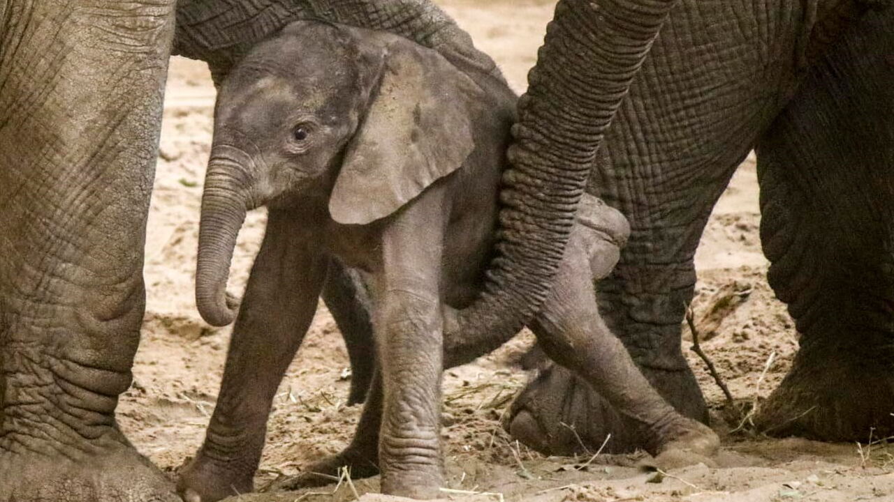 Adorable newborn elephant bonds with his family at Nebraska zoo. See the  cute photos