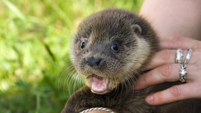 3 baby otters to make public debut at Wisconsin’s Henry Vilas Zoo