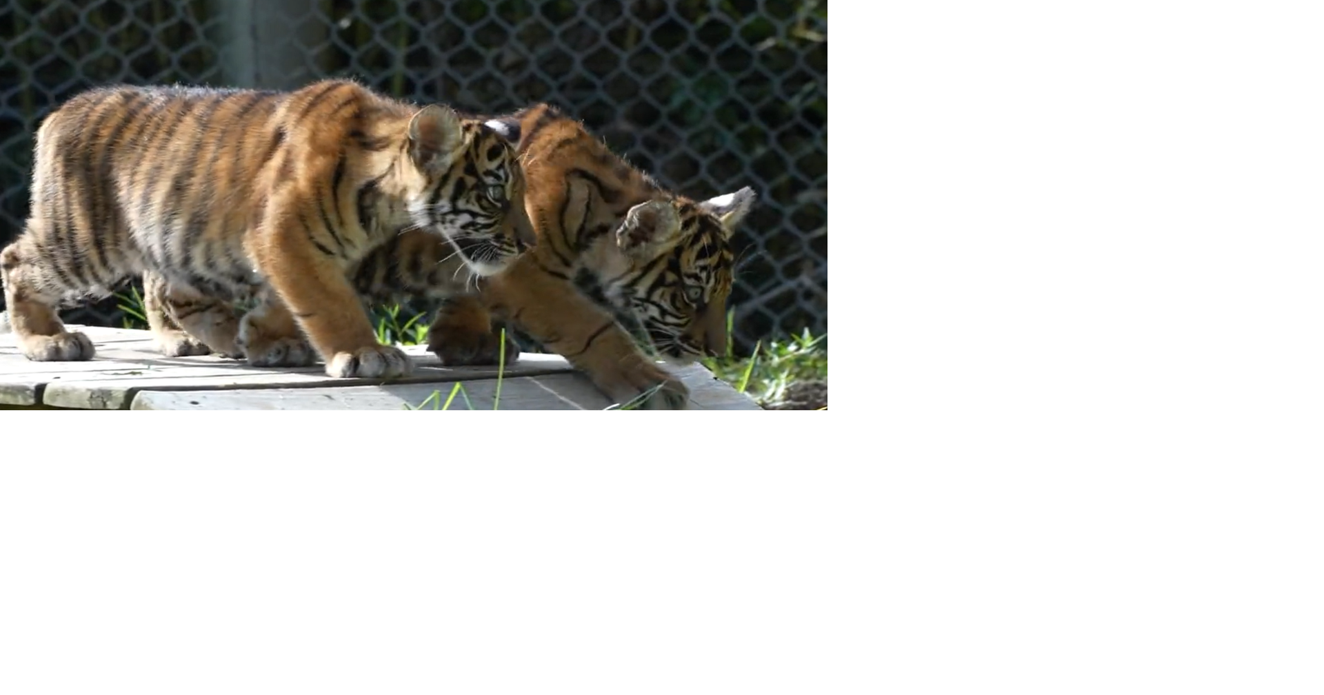 Tiger Cubs Baby Shower