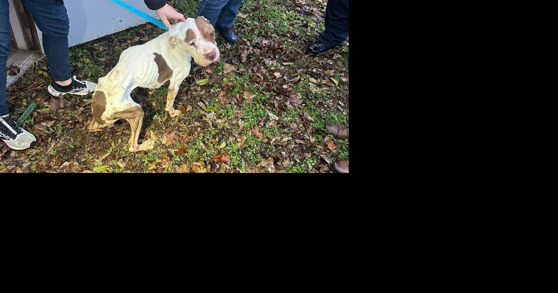 Munford Police search for woman in connection to animal cruelty case ...