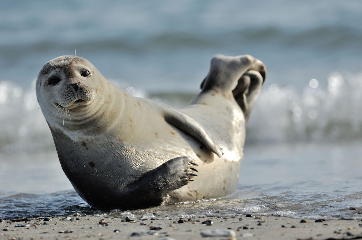 Unusual' seal deaths in Maine linked to avian flu