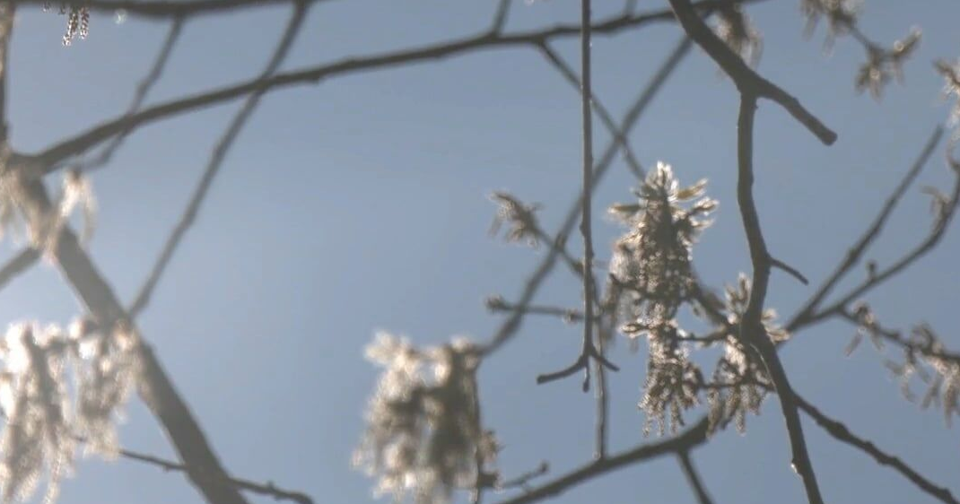 Early start to pollen season could mean trouble for allergy suffers ...