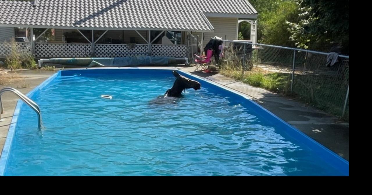 Moose takes unscheduled dip in Washington state pool | Trending ...