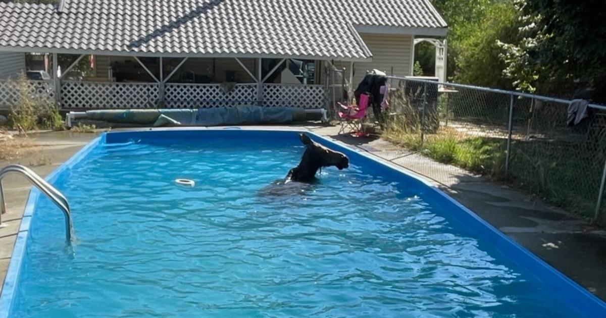 Moose takes unscheduled dip in Washington state pool | Trending ...