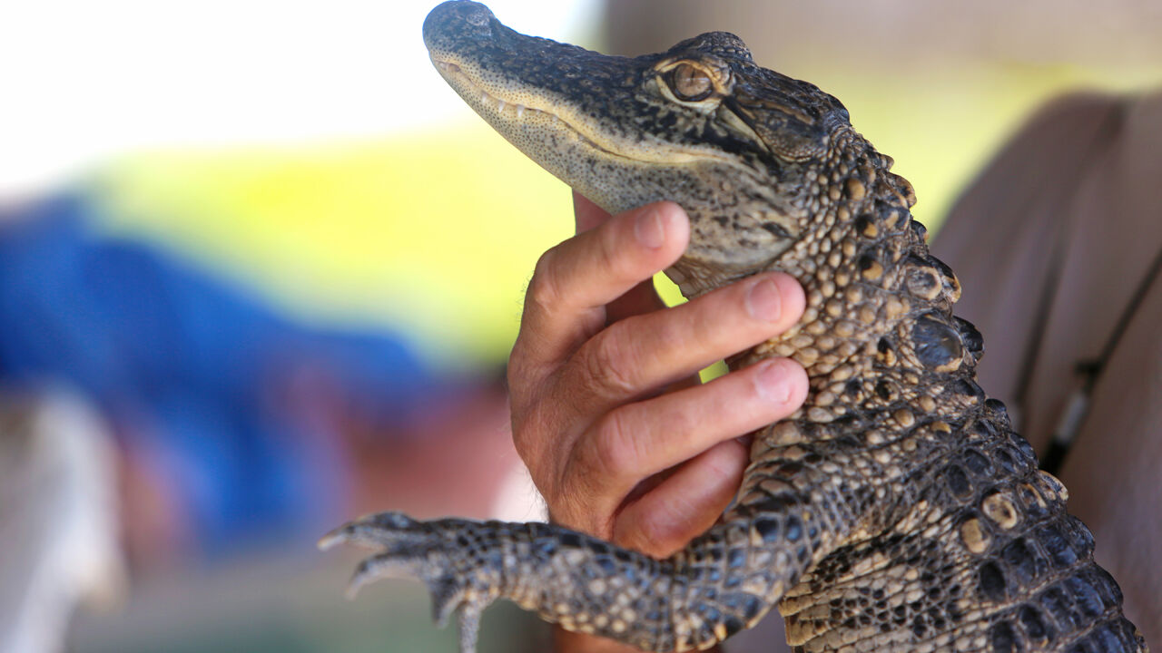 Florida Gators announce 2022 uniform schedule - Alligator Army