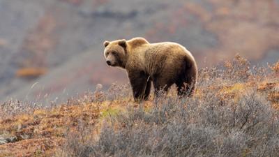 9-year-old boy mauled, seriously injured by brown bear while hunting with man in Alaska