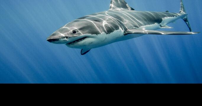 Shark attack off California...s Morro Bay kills boogie boarder