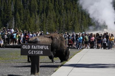 Yellowstone National Park Issues Warning Against Getting Too Close to  Wildlife Following Several Recent Incidents