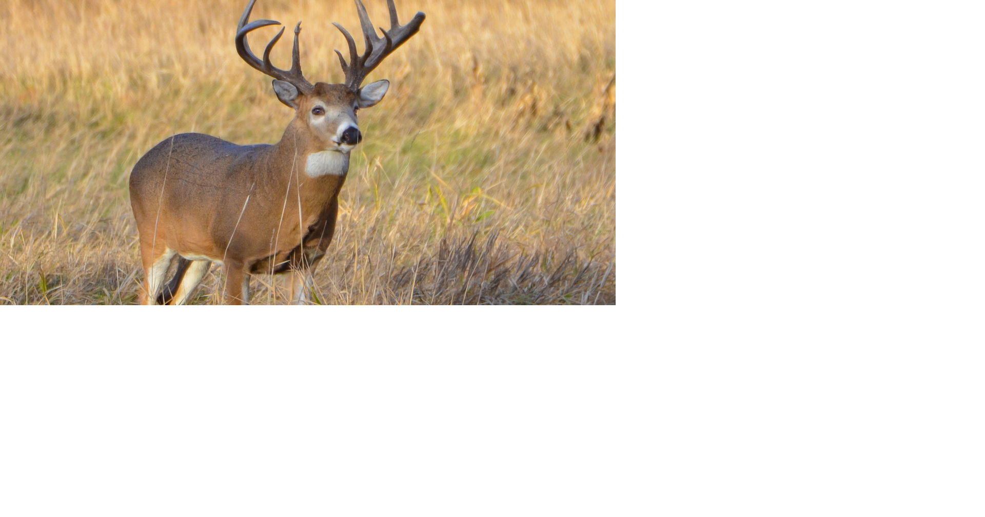 Watch out for deer! THP warns drivers to keep an eye out as deer season ...